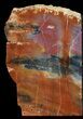 Tall Arizona Petrified Wood Bookends - Brilliant #41498-3